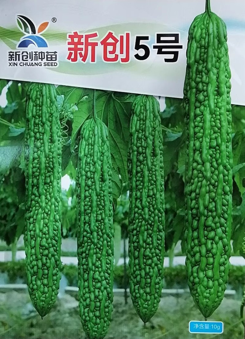 新创5号苦瓜种子果瘤圆润果皮亮绿苦味适中