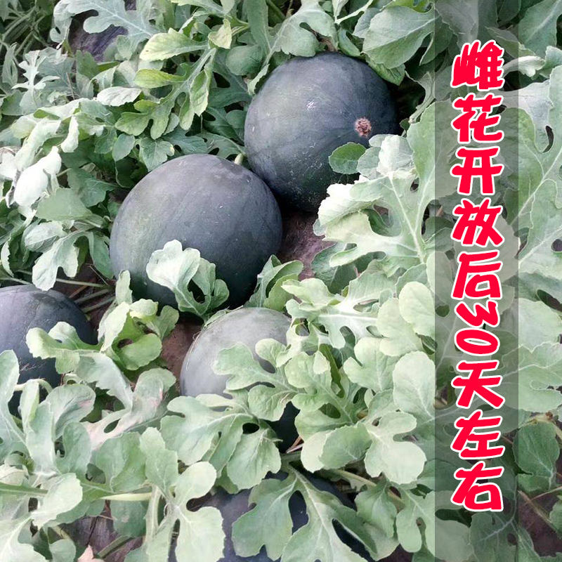 黑麒麟西瓜种子耐重茬抗裂果少籽型大红瓤西瓜种子