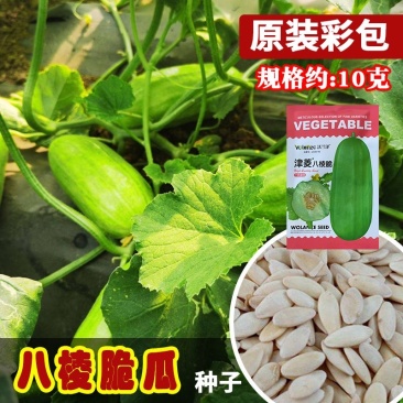 津菱八棱脆甜瓜种子甜脆可口幼瓜不苦口感好