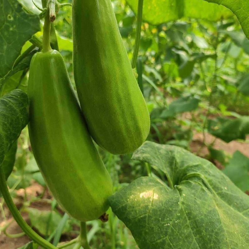 津菱八棱脆甜瓜种子甜脆可口幼瓜不苦口感好