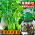 朗途美国大叶香菜种子耐热耐寒耐湿抗抽苔叶清香质脆