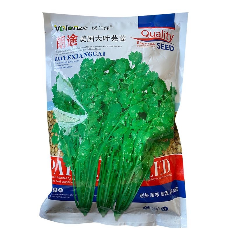 朗途美国大叶香菜种子耐热耐寒耐湿抗抽苔叶清香质脆