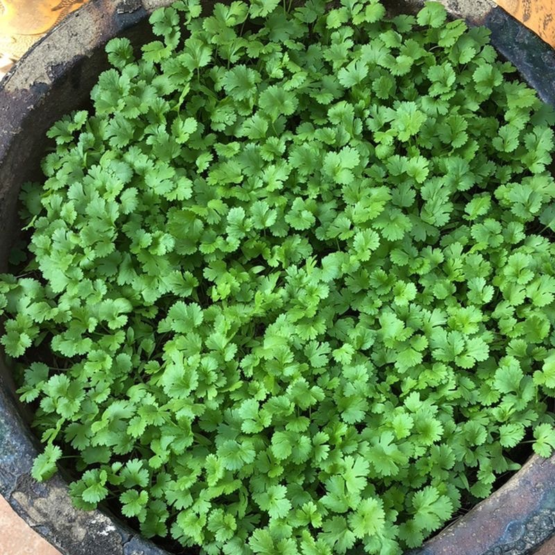 朗途美国大叶香菜种子耐热耐寒耐湿抗抽苔叶清香质脆