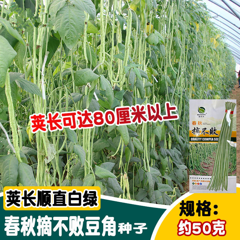 春秋摘不败豇豆种子抗病肉厚长豆角种子豆荚绿白不鼓豆