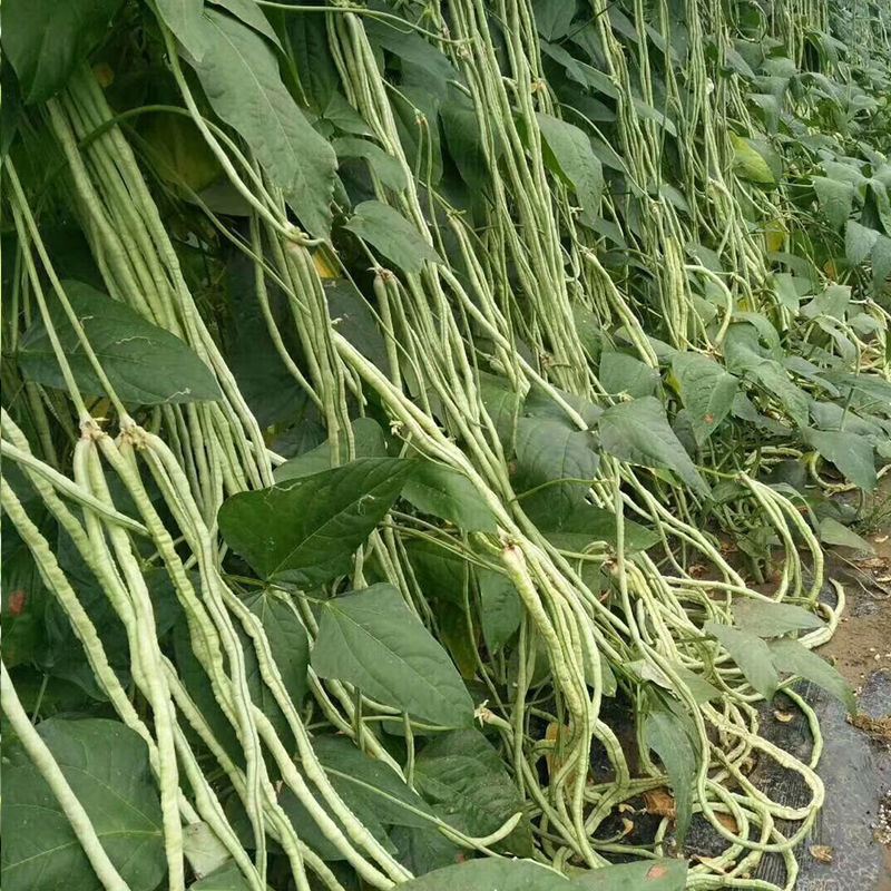 春秋摘不败豇豆种子抗病肉厚长豆角种子豆荚绿白不鼓豆