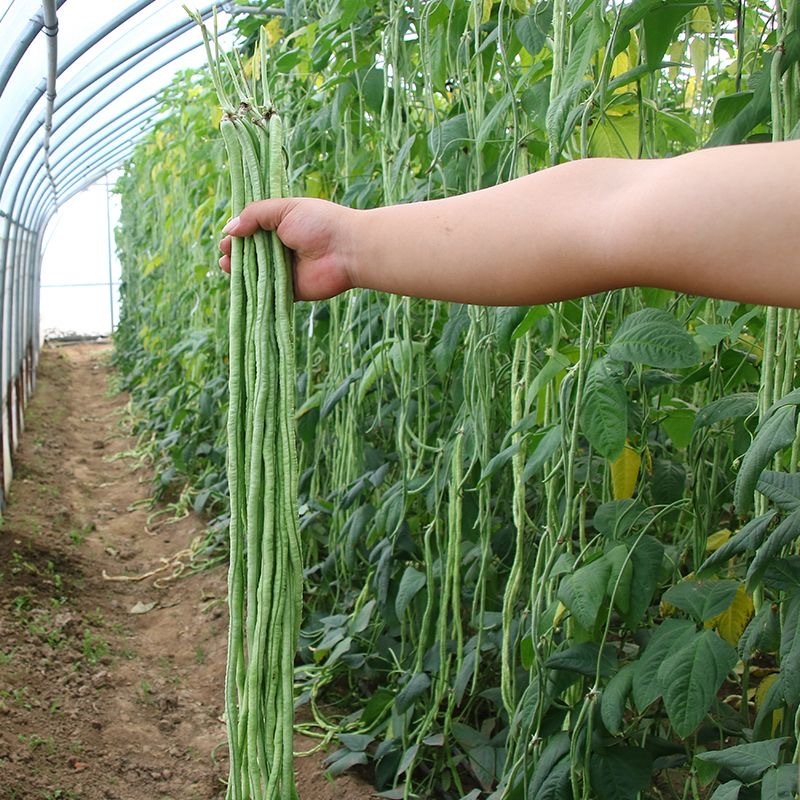 春秋摘不败豇豆种子抗病肉厚长豆角种子豆荚绿白不鼓豆