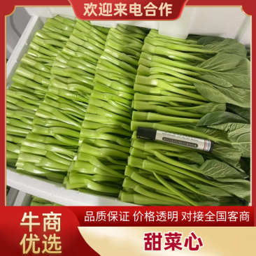 精品菜芯广东菜心甜菜心基地直销量大从优供全国电商超市