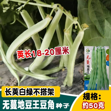 无蔓地豆王四季豆种子短蔓矮生无需搭架早熟上市早