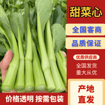 精品菜芯甜菜心广东菜芯基地直销现收现发新鲜出货量大从优