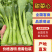 精品菜芯甜菜心广东菜芯基地直销现收现发新鲜出货量大从优