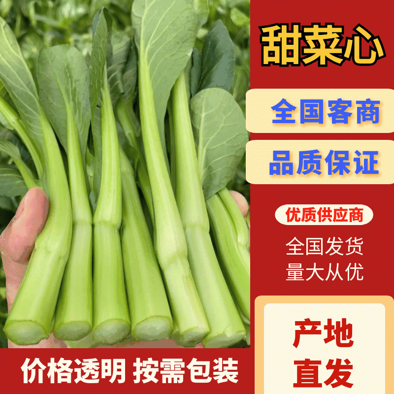 精品菜芯甜菜心广东菜芯基地直销现收现发新鲜出货量大从优
