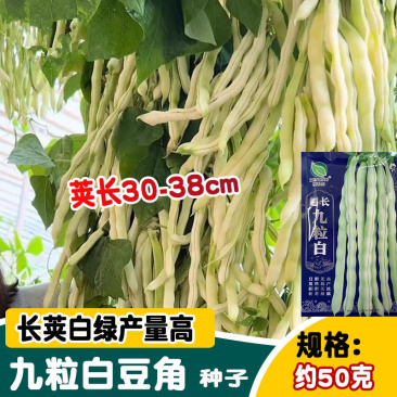 九粒白豆角种子芸豆种子耐热耐老无筋无丝抗病上市早