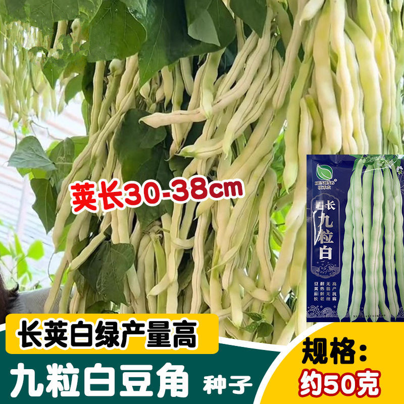 九粒白豆角种子芸豆种子耐热耐老无筋无丝抗病上市早