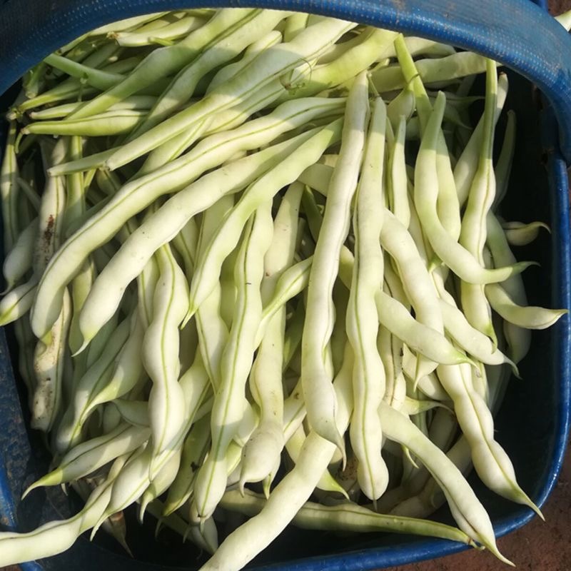 九粒白豆角种子芸豆种子耐热耐老无筋无丝抗病上市早