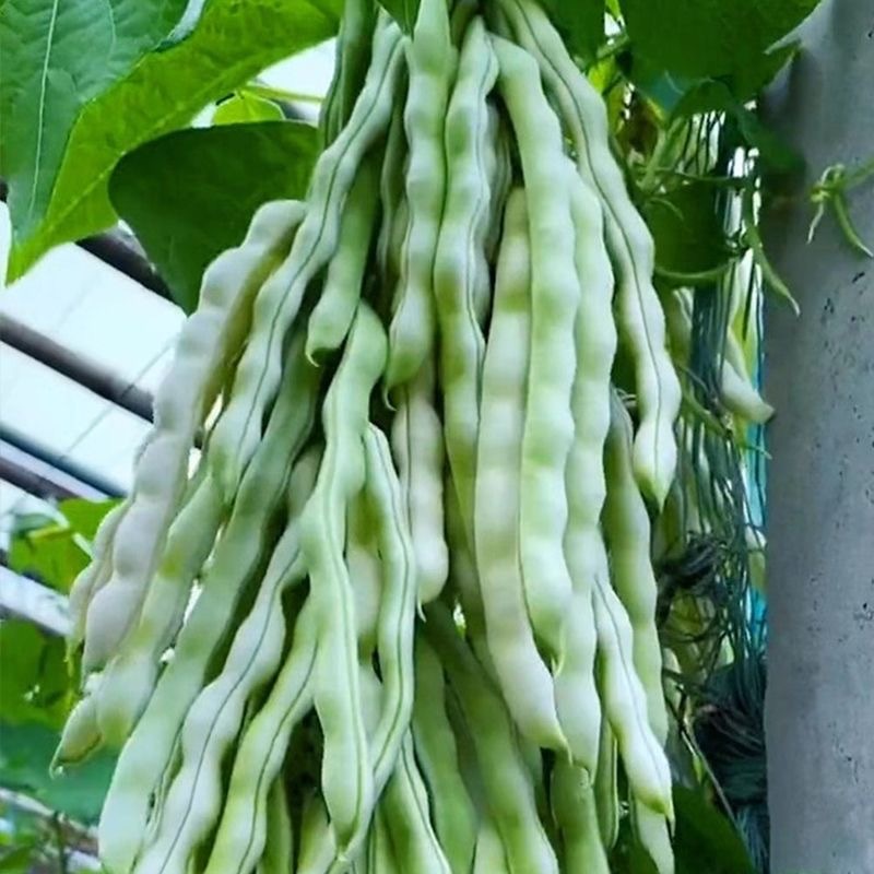 九粒白豆角种子芸豆种子耐热耐老无筋无丝抗病上市早