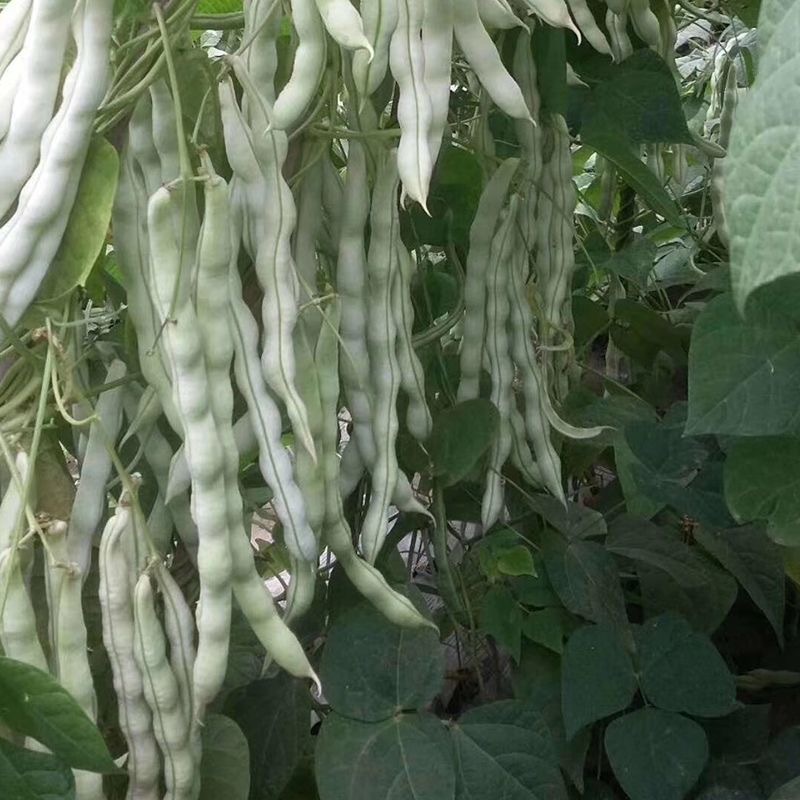 九粒白豆角种子芸豆种子耐热耐老无筋无丝抗病上市早