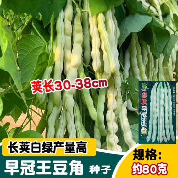 春秋早冠王架豆种子无筋无丝耐热耐老嫩荚白绿荚肉厚