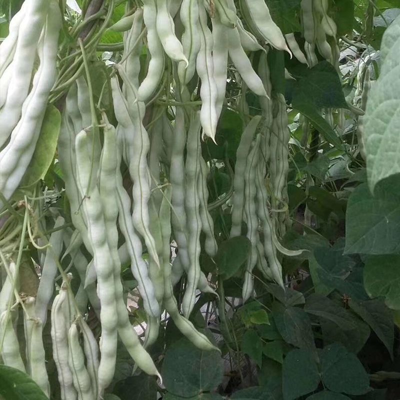 春秋早冠王架豆种子无筋无丝耐热耐老嫩荚白绿荚肉厚