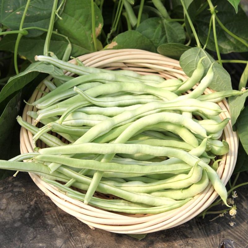 春秋早冠王架豆种子无筋无丝耐热耐老嫩荚白绿荚肉厚