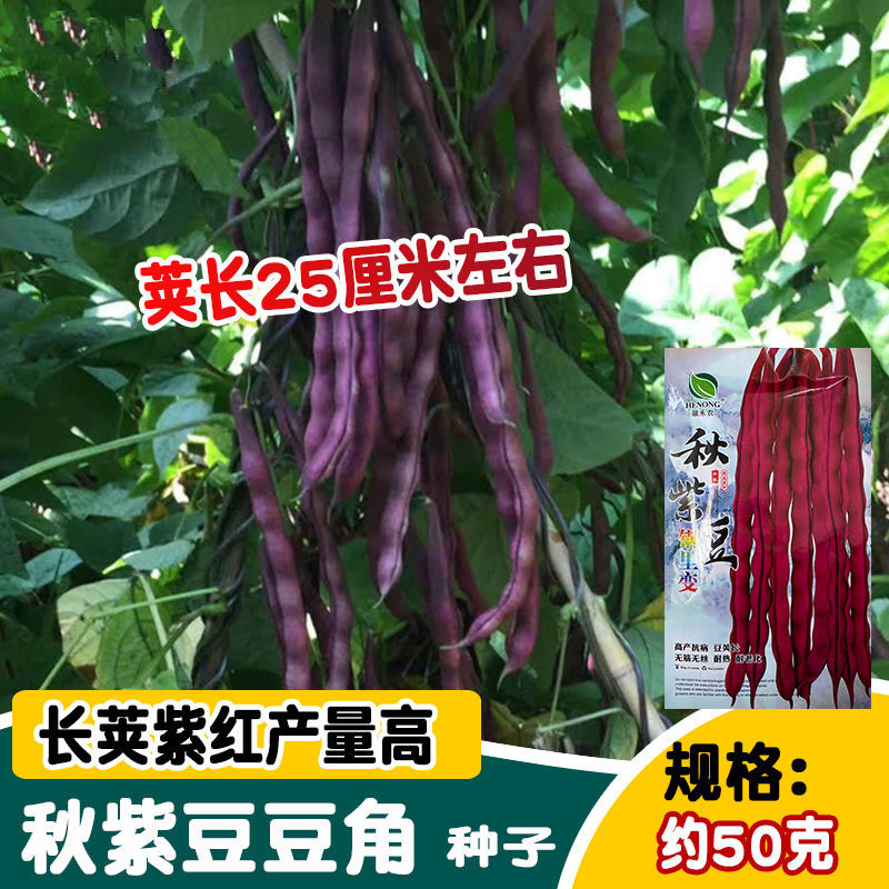 秋紫豆紫豆角种子紫红架豆种子无筋无丝耐热耐老