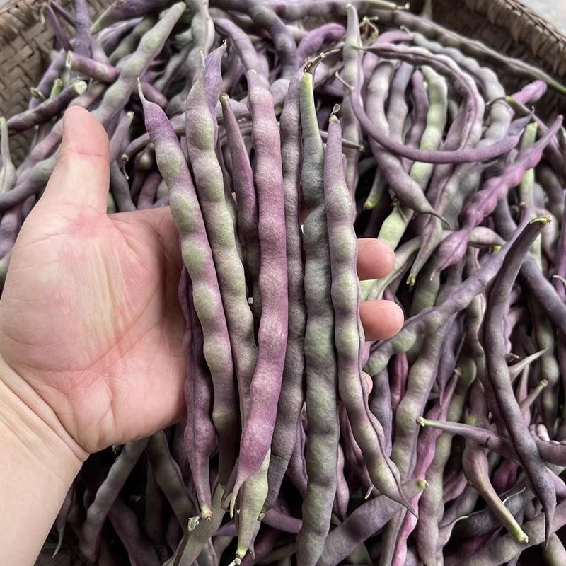秋紫豆紫豆角种子紫红架豆种子无筋无丝耐热耐老