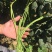 绿领夏之恋豆角种子耐热豇豆品种肉厚商品荚翠绿顺直