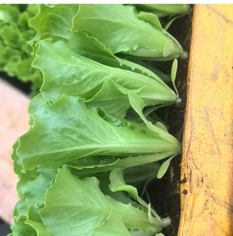 【推荐】云南精品生菜苗品质保障专业培育可看货欢迎致电