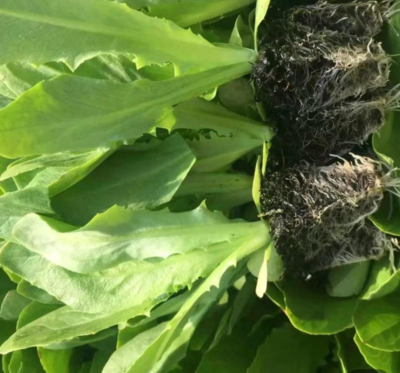 【推荐】云南精品生菜苗品质保障专业培育可看货欢迎致电