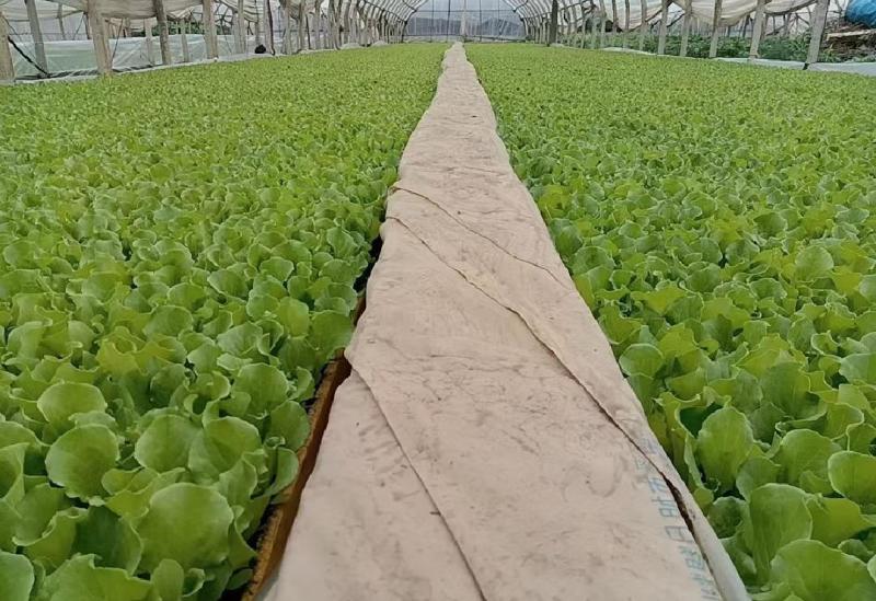 【推荐】云南精品生菜苗品质保障专业培育可看货欢迎致电