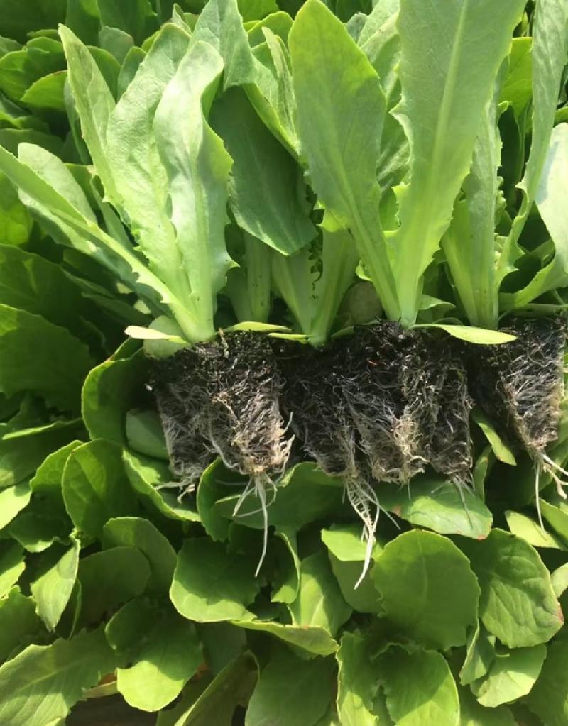 【热卖】精品油麦菜苗产地直发量大价优可视频看货欢迎