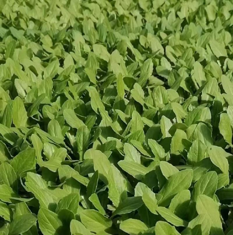 【热卖】精品油麦菜苗产地直发量大价优可视频看货欢迎
