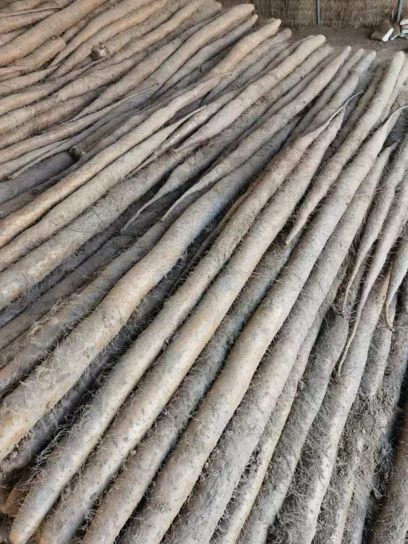 【实力推荐】湖北新鲜九斤黄山药对接全国量大从优干直量大