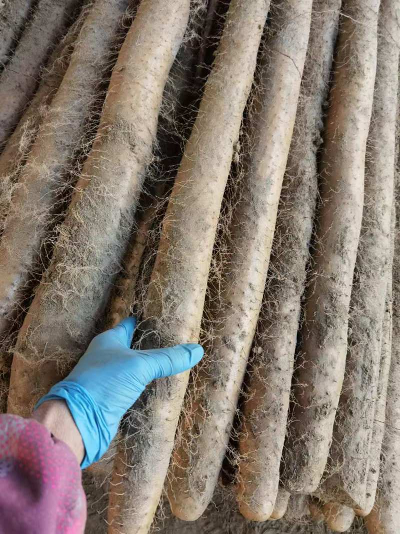 【实力推荐】湖北新鲜九斤黄山药对接全国量大从优干直量大
