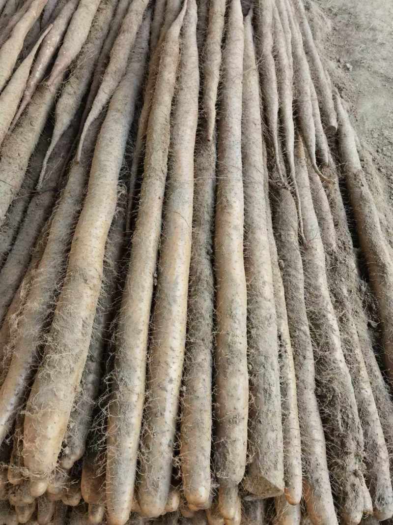 【实力推荐】湖北新鲜九斤黄山药对接全国量大从优干直量大