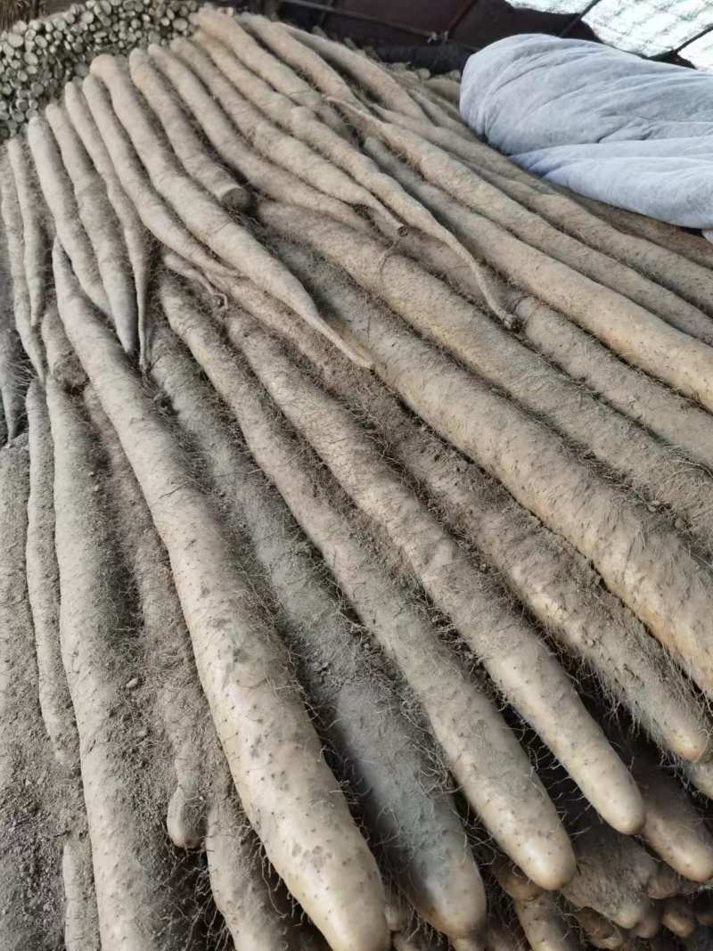【实力推荐】湖北新鲜九斤黄山药对接全国量大从优干直量大