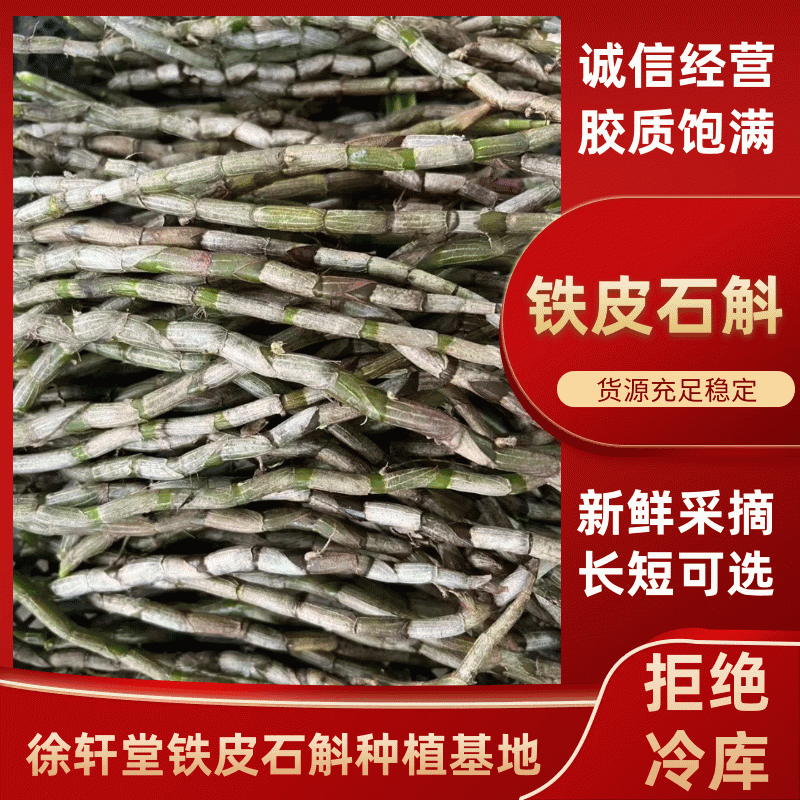 云南铁皮石斛货源充足大量现货百亩基地品质保证长期供货