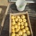 宁陵酥梨量大质优一手货源全国直销欢迎各大老板前来采购