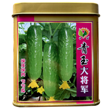 水果黄瓜种子青玉大将军旱黄瓜节节有瓜绿皮绿肉基地种