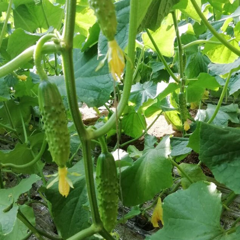 水果黄瓜种子青玉大将军旱黄瓜节节有瓜绿皮绿肉基地种