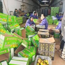 香梨精品礼盒装口感脆甜多汁对接全国电商市场社区团购