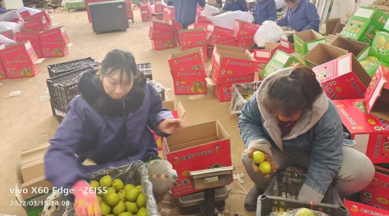 香梨精品礼盒装口感脆甜多汁对接全国电商市场社区团购