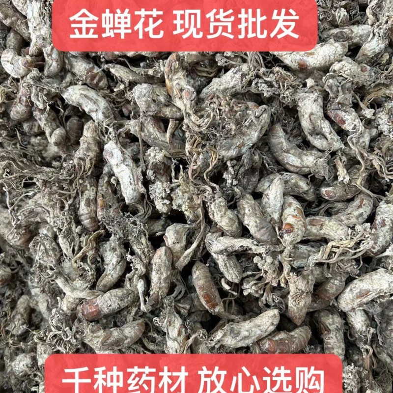 金蝉花现货批发菌类金蝉花土蝉花蝉蛹草蝉茸冠蝉各种冷