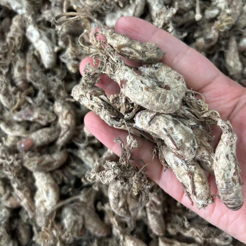 金蝉花现货批发菌类金蝉花土蝉花蝉蛹草蝉茸冠蝉各种冷