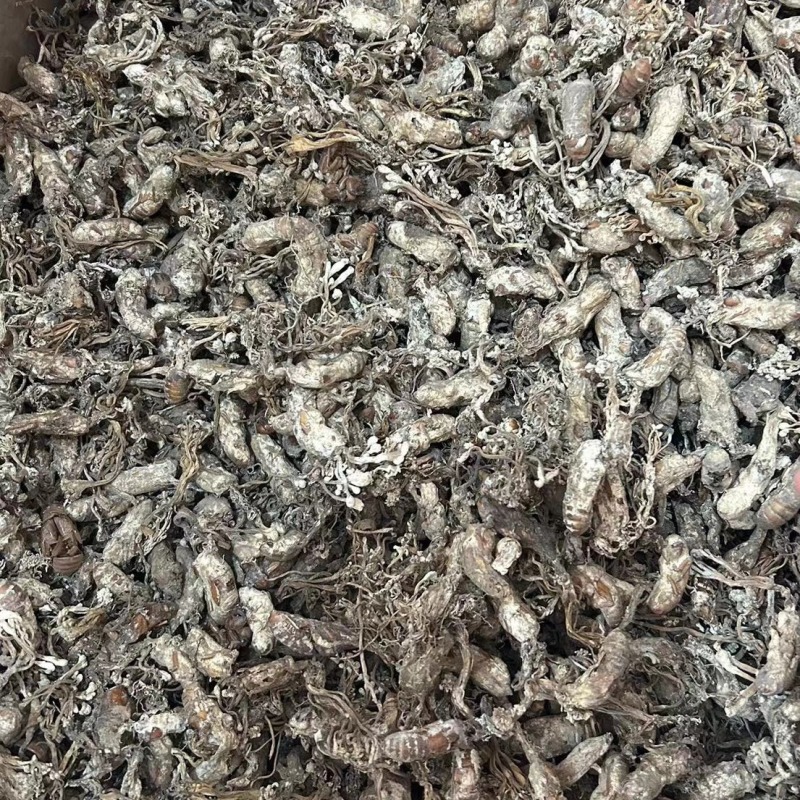 金蝉花现货批发菌类金蝉花土蝉花蝉蛹草蝉茸冠蝉各种冷
