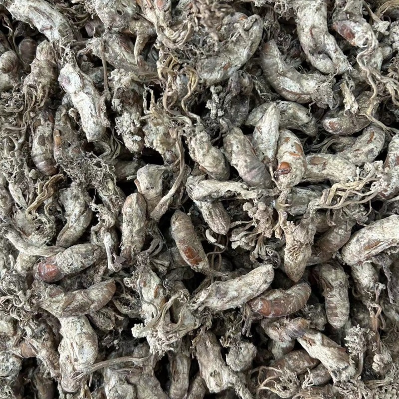 金蝉花现货批发菌类金蝉花土蝉花蝉蛹草蝉茸冠蝉各种冷