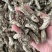 金蝉花现货批发菌类金蝉花土蝉花蝉蛹草蝉茸冠蝉各种冷