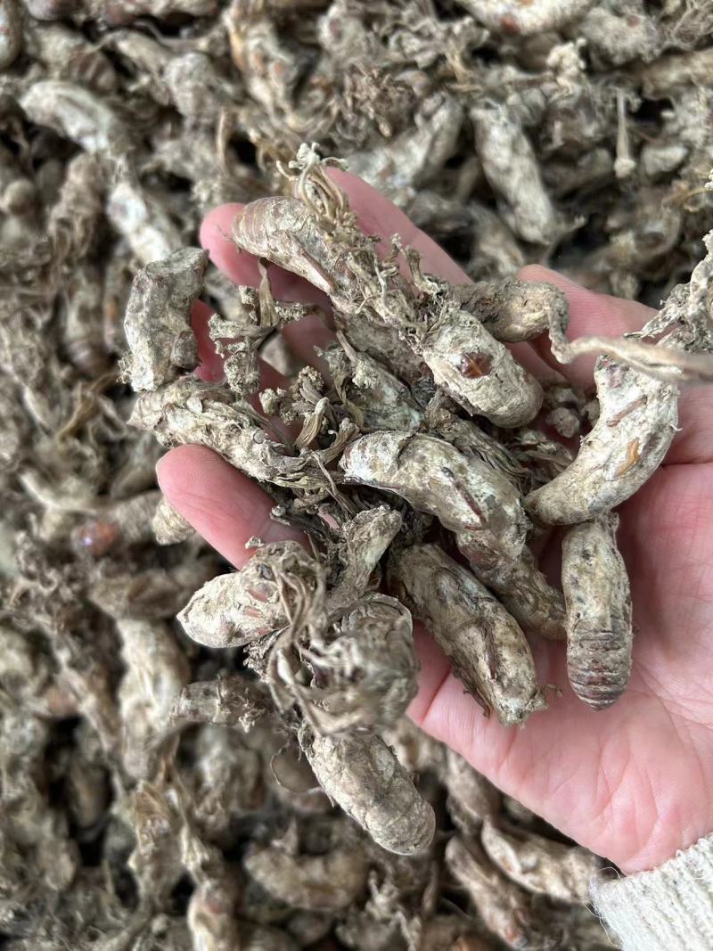 金蝉花现货批发菌类金蝉花土蝉花蝉蛹草蝉茸冠蝉各种冷