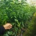 有籽沃柑大杯苗，软枝香橙砧木，全直根无闪电根，根系发达