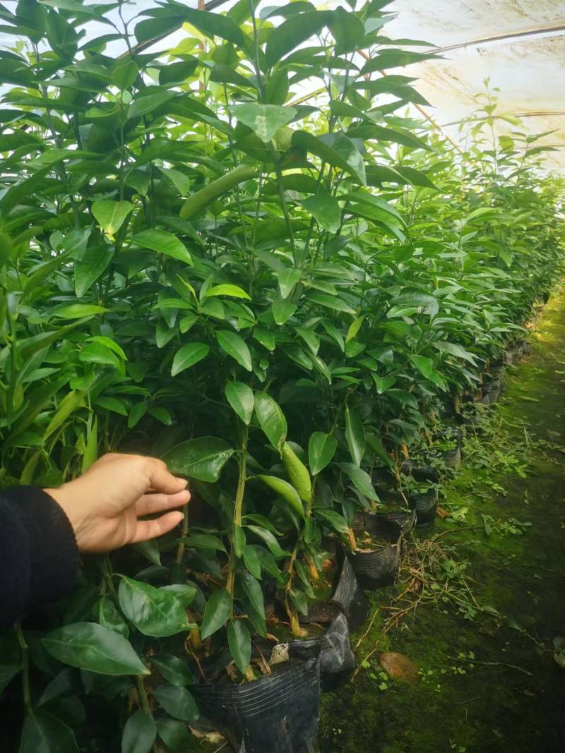 有籽沃柑大杯苗，软枝香橙砧木，全直根无闪电根，根系发达