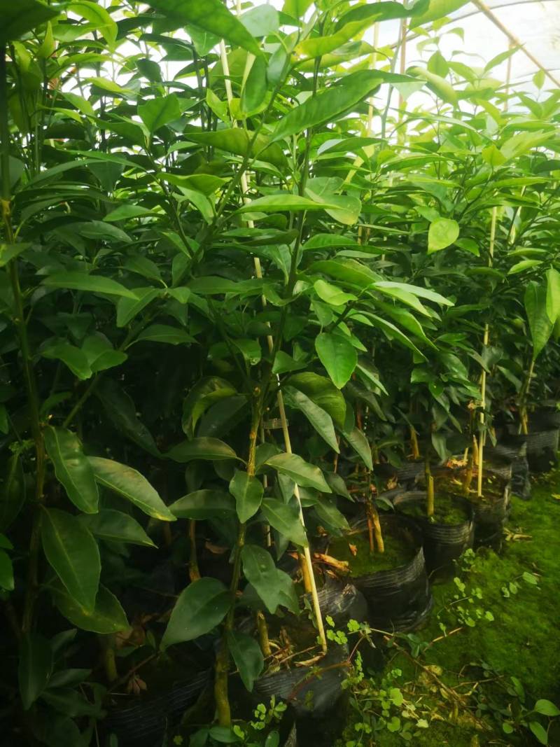 有籽沃柑大杯苗，软枝香橙砧木，全直根无闪电根，根系发达